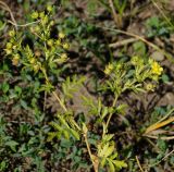 Potentilla supina. Верхушка с отцветающим и плодоносящим побегами. Восточный Казахстан, г. Усть-Каменогорск, правый берег р. Иртыш, луг. 17.07.2017.