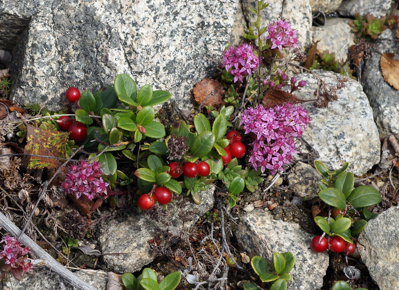 Изображение особи Vaccinium vitis-idaea.