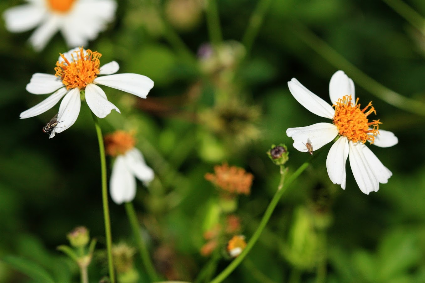 Image of Bidens pilosa specimen.