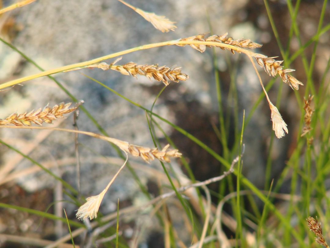 Image of Carex pediformis specimen.