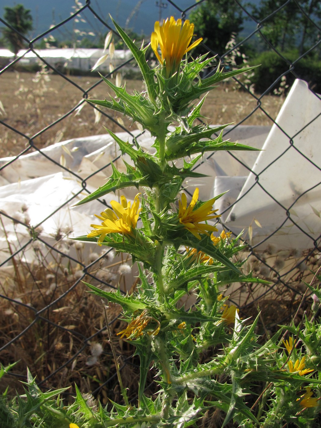 Изображение особи Scolymus hispanicus.