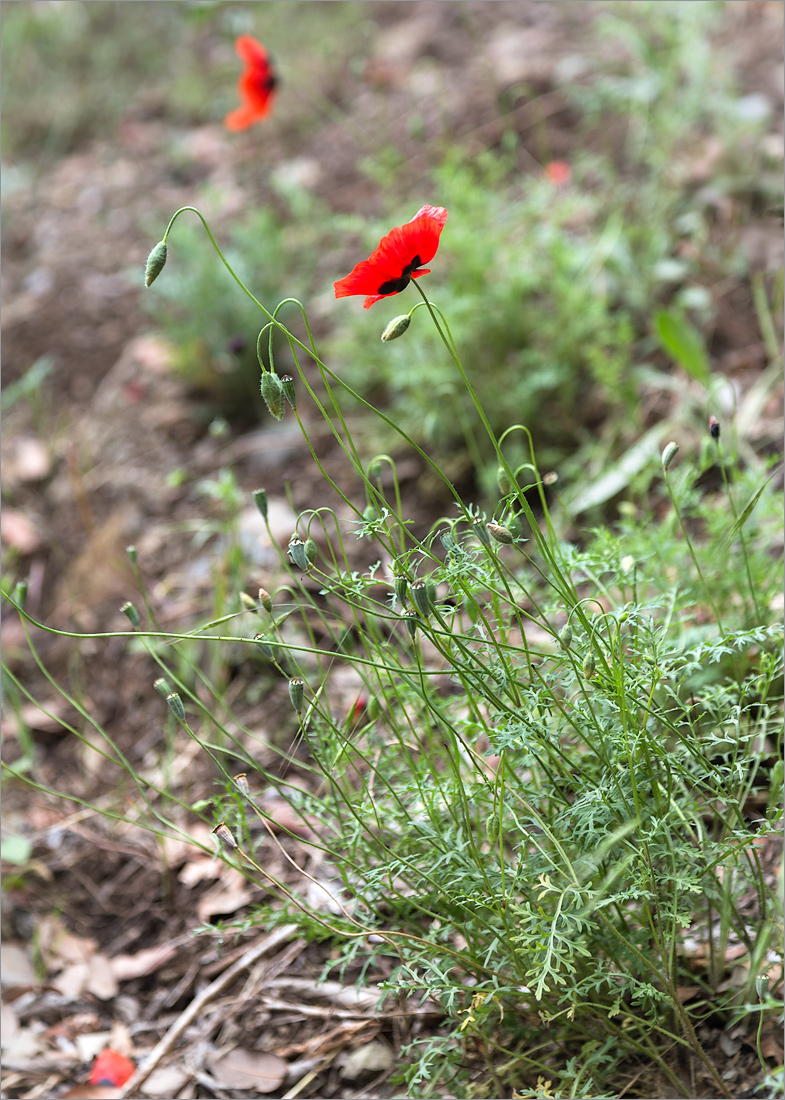 Изображение особи Papaver ambiguum.