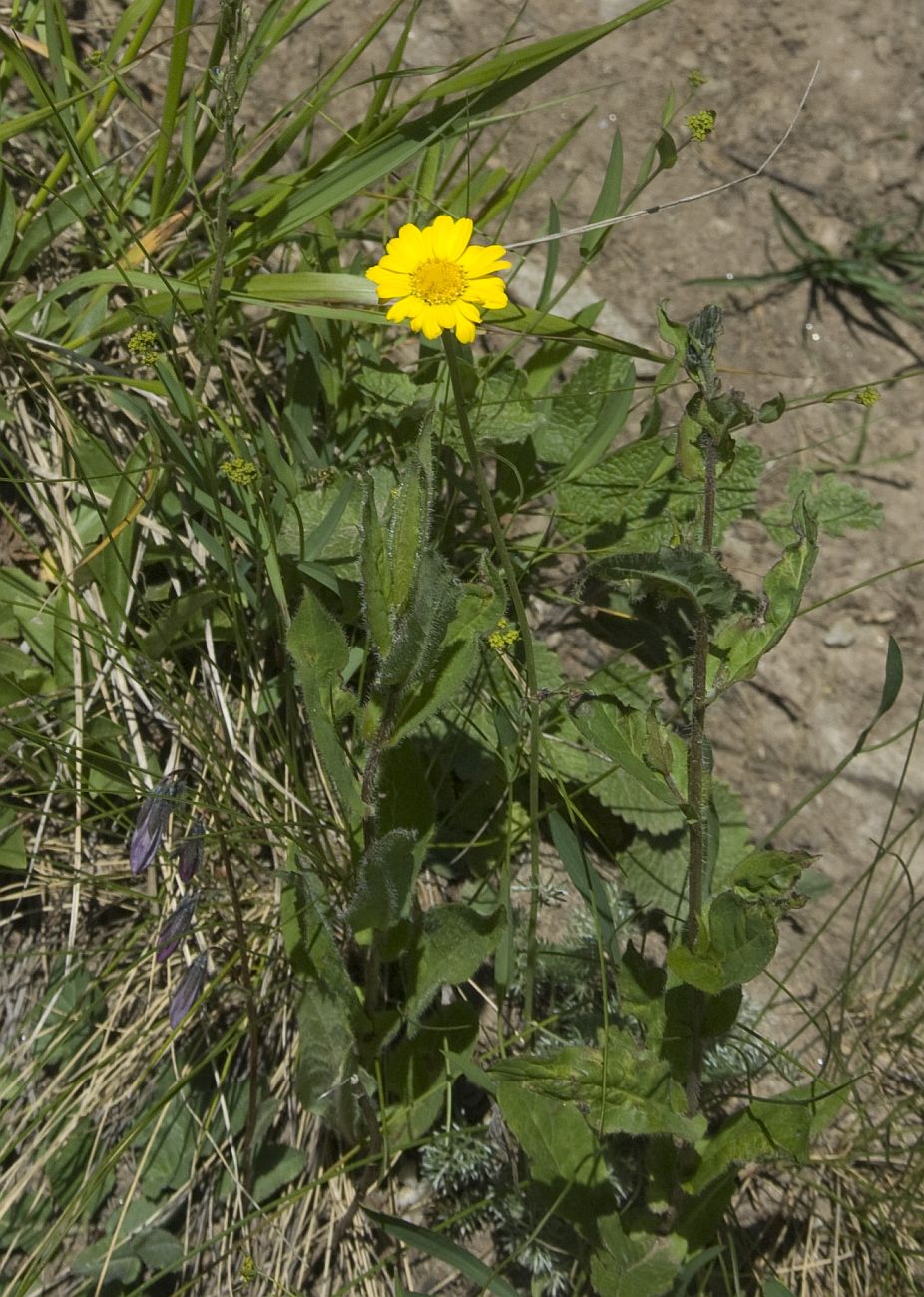 Изображение особи Anthemis marschalliana ssp. pectinata.