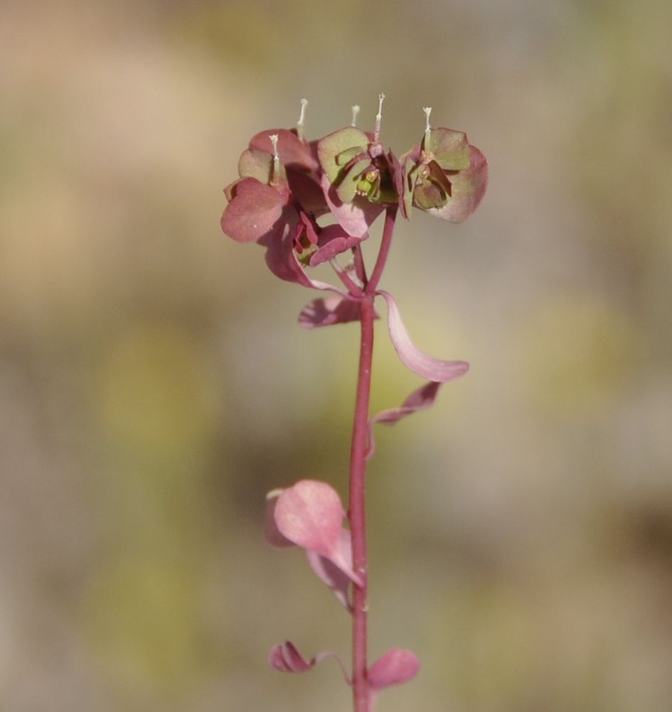 Image of genus Euphorbia specimen.