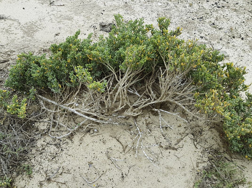 Image of Tetraena fontanesii specimen.