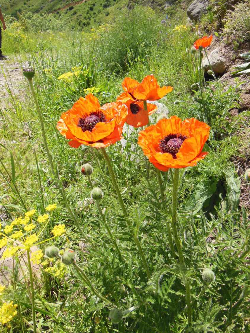 Image of Papaver orientale specimen.