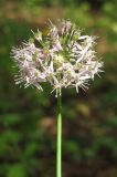 Allium quercetorum. Соцветие. Крым, Сев. Демерджи, буковый лес. 7 июня 2013 г.