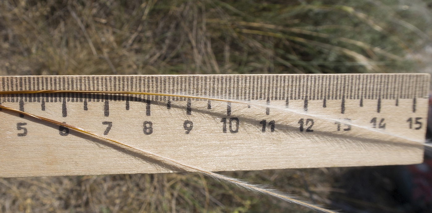 Image of Stipa lithophila specimen.