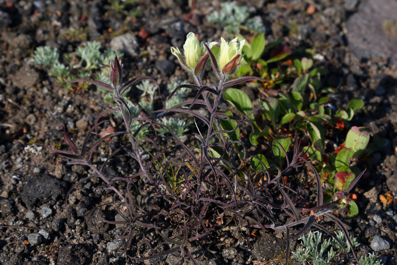 Image of Castilleja pavlovii specimen.