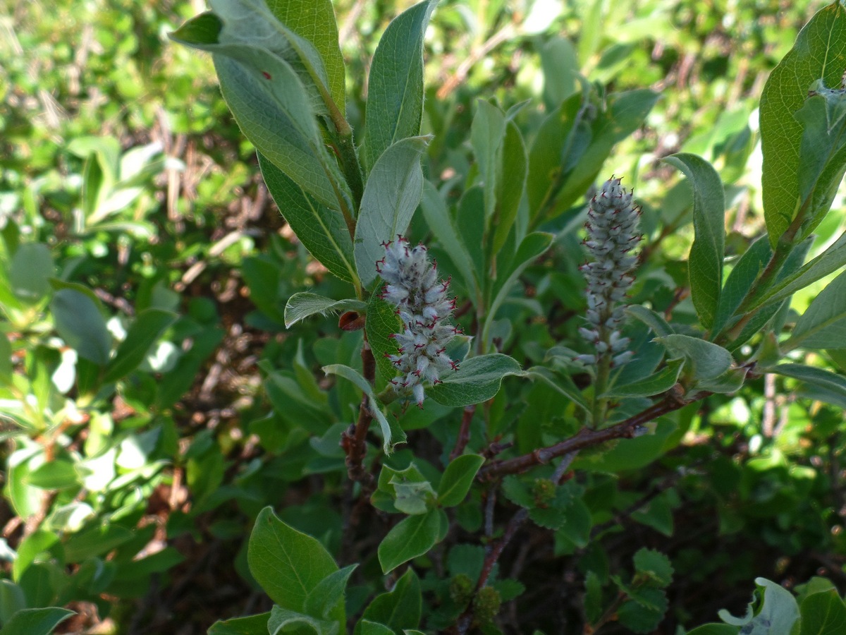 Image of Salix rectijulis specimen.