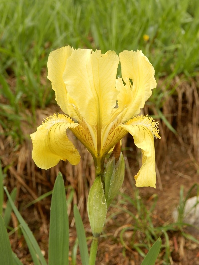 Image of Iris bloudowii specimen.