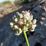 Allium oreoscordum