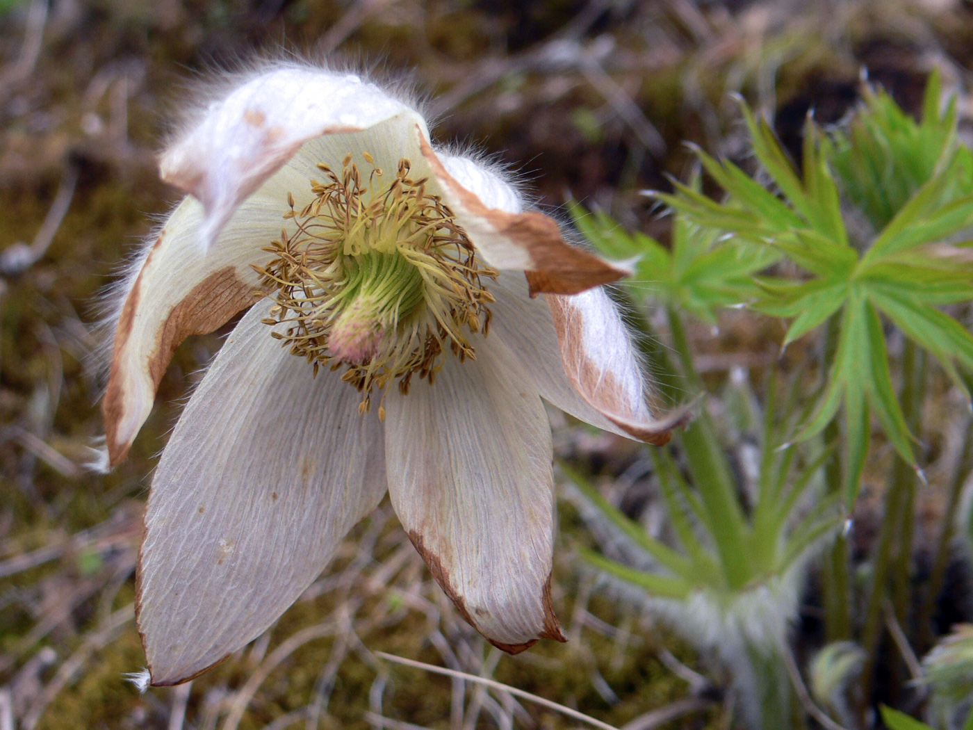 Image of Pulsatilla uralensis specimen.