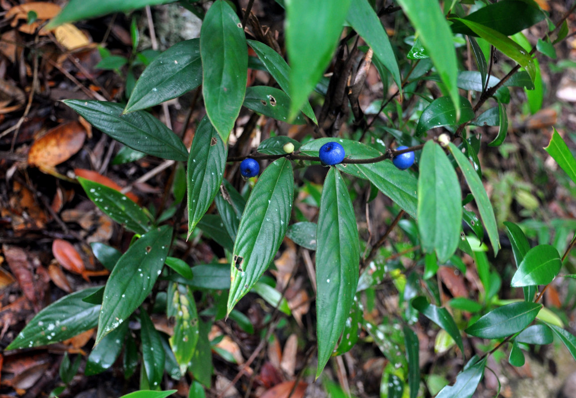 Image of Lasianthus borneensis specimen.