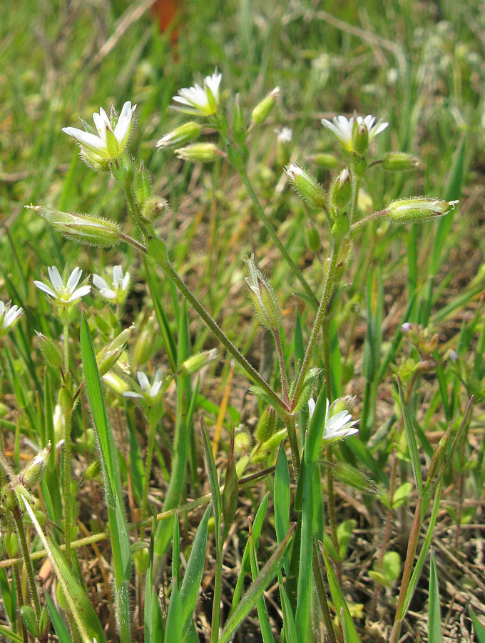 Image of Cerastium syvaschicum specimen.