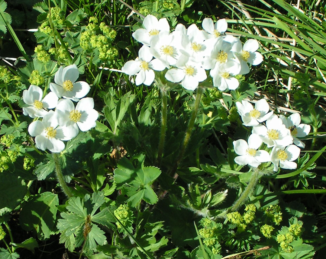 Image of Anemonastrum crinitum specimen.