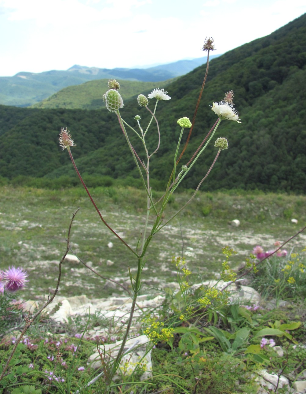 Image of Scabiosa bipinnata specimen.