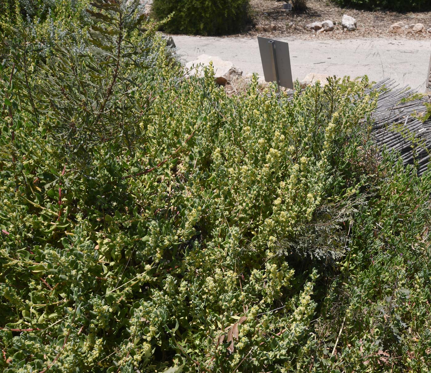 Image of Tetragonia decumbens specimen.