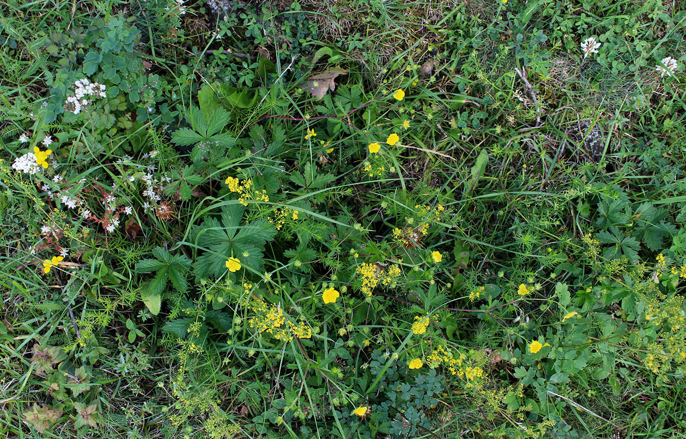 Image of genus Potentilla specimen.