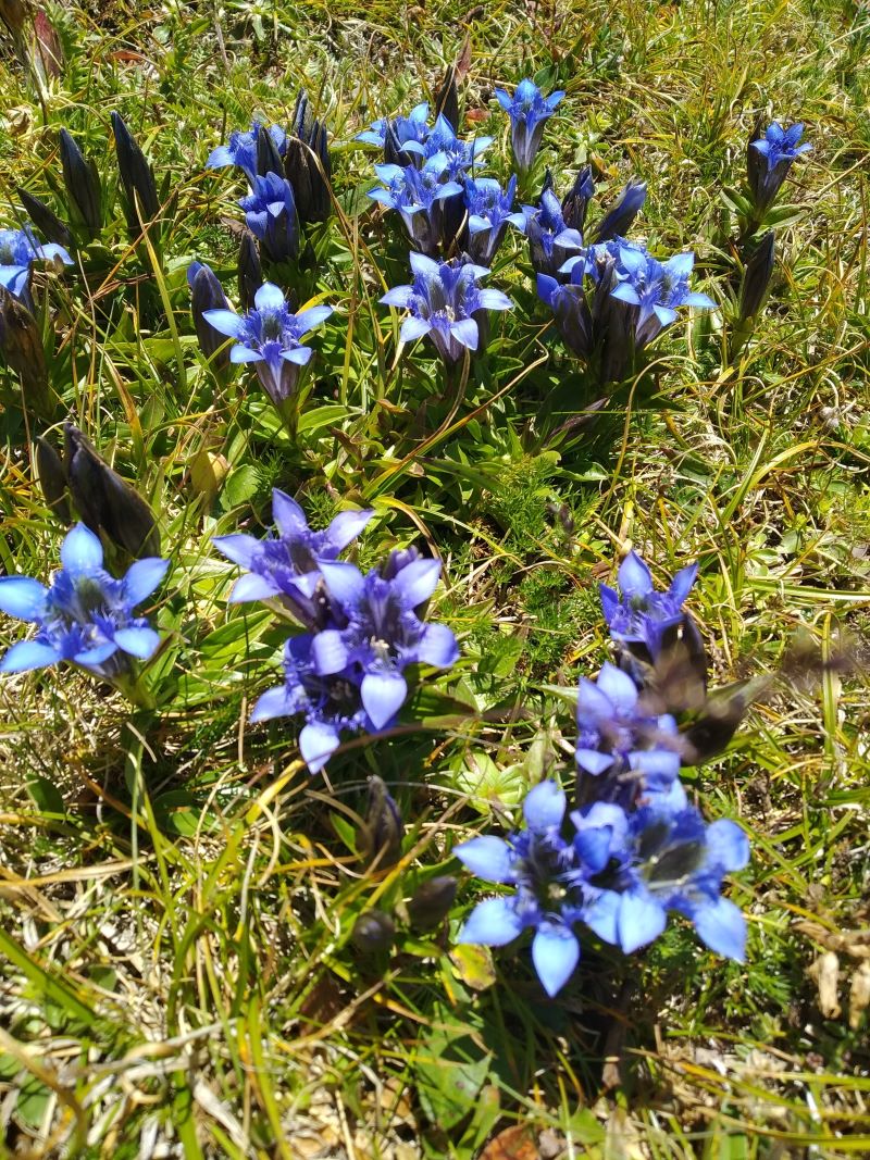 Image of Gentiana septemfida specimen.