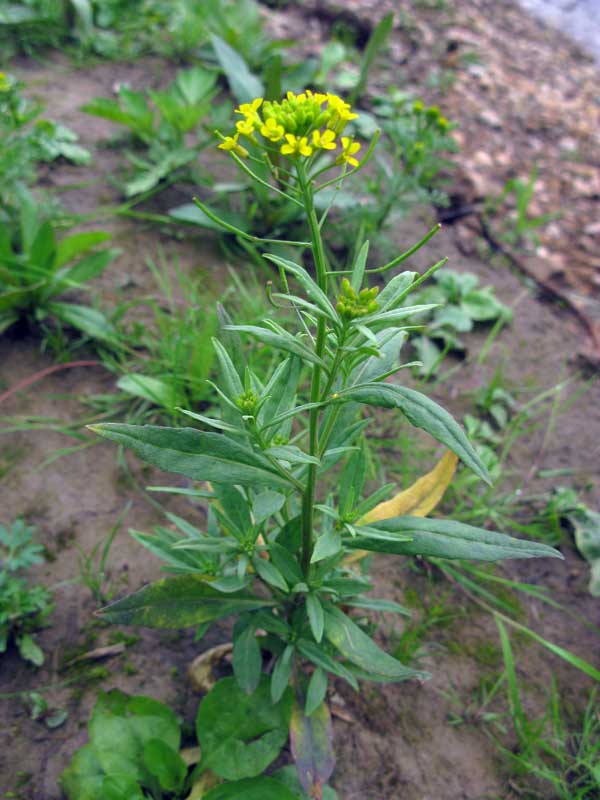 Image of Erysimum cheiranthoides specimen.