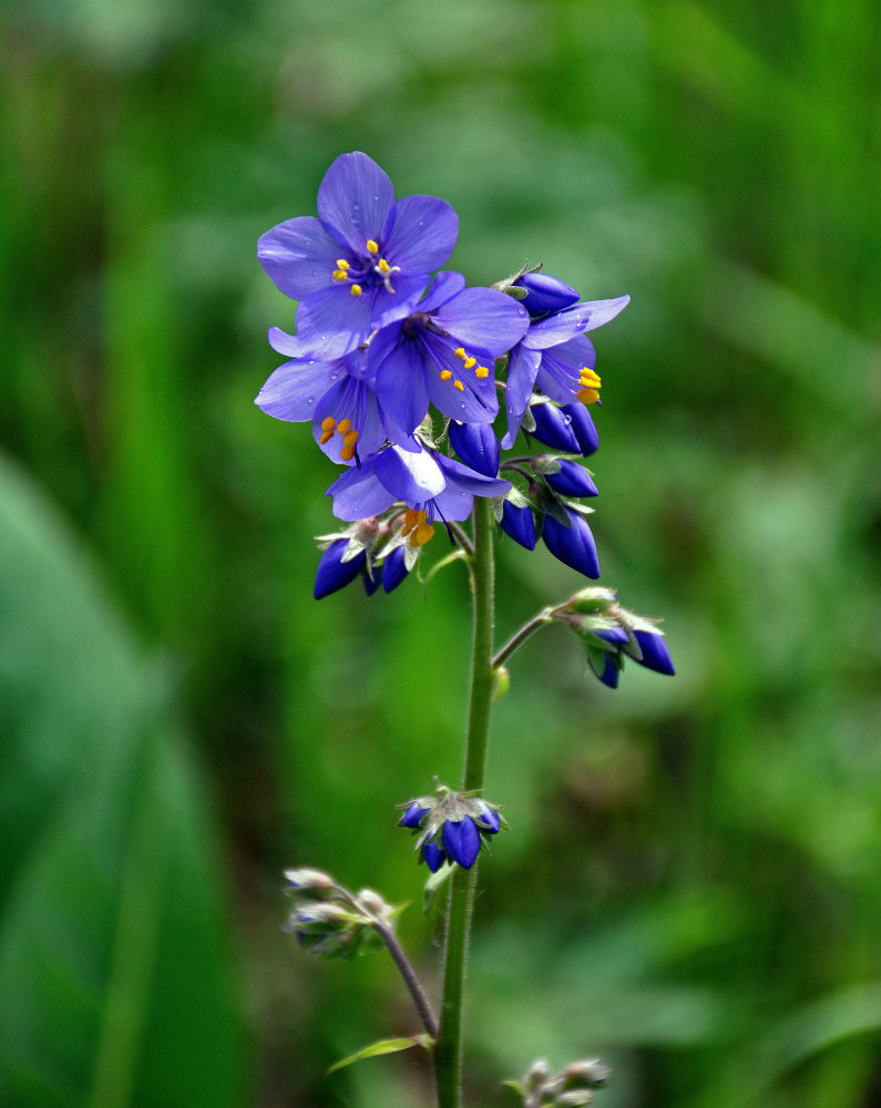 Image of Polemonium caeruleum specimen.