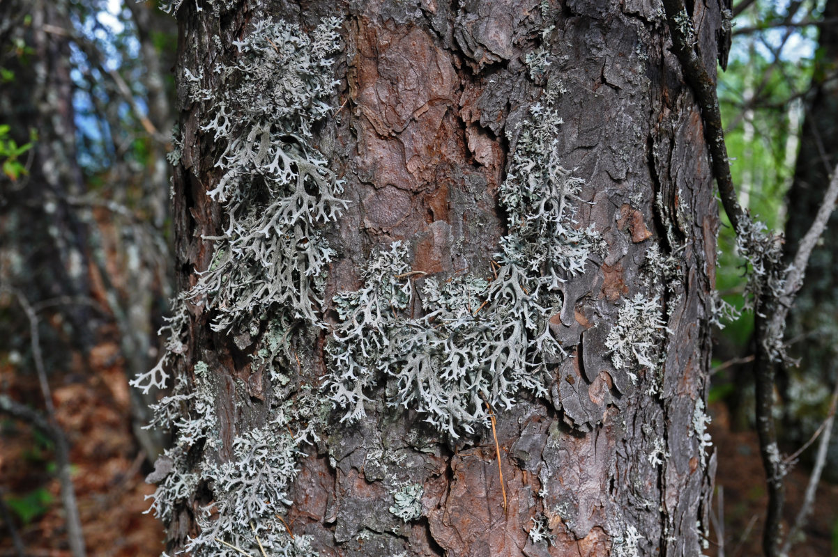 Image of familia Parmeliaceae specimen.