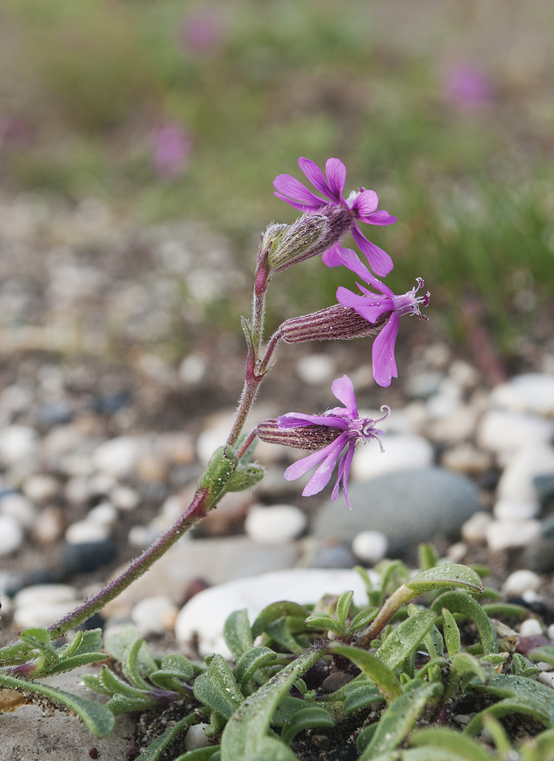 Image of Silene discolor specimen.