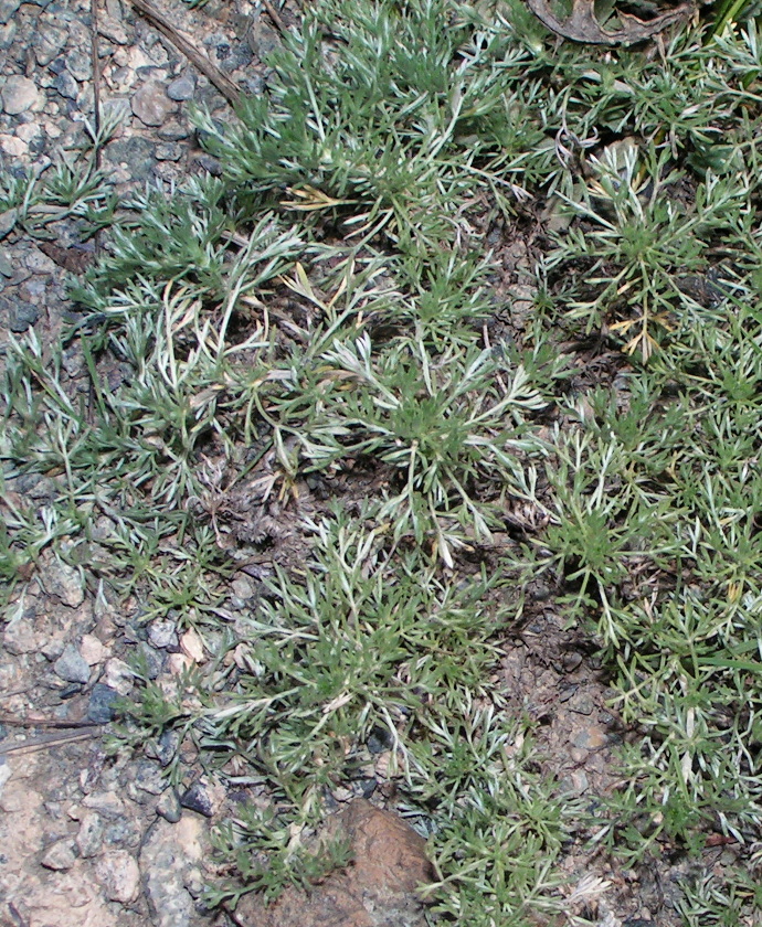 Image of Artemisia frigida specimen.