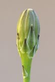 Reichardia picroides. Нераспустившееся соцветие. Испания, автономное сообщество Каталония, провинция Жирона, комарка Баш Эмпорда, муниципалитет Калонже, лужайка. 06.05.2020.