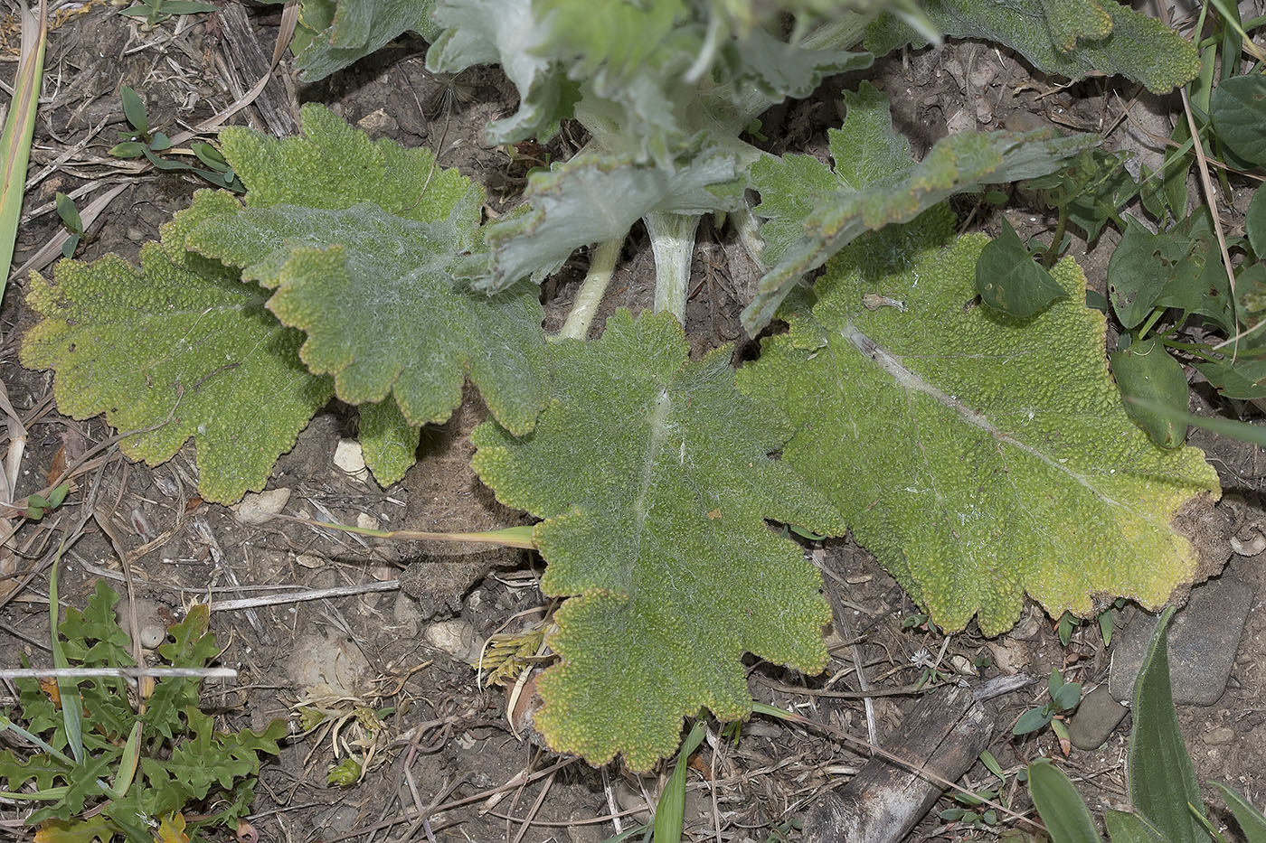 Image of Salvia aethiopis specimen.