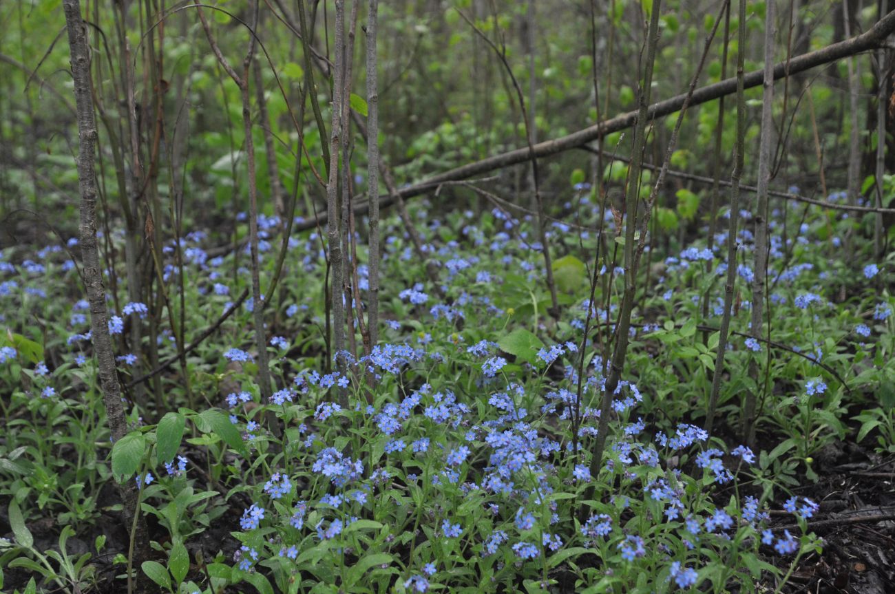 Изображение особи Myosotis sylvatica.