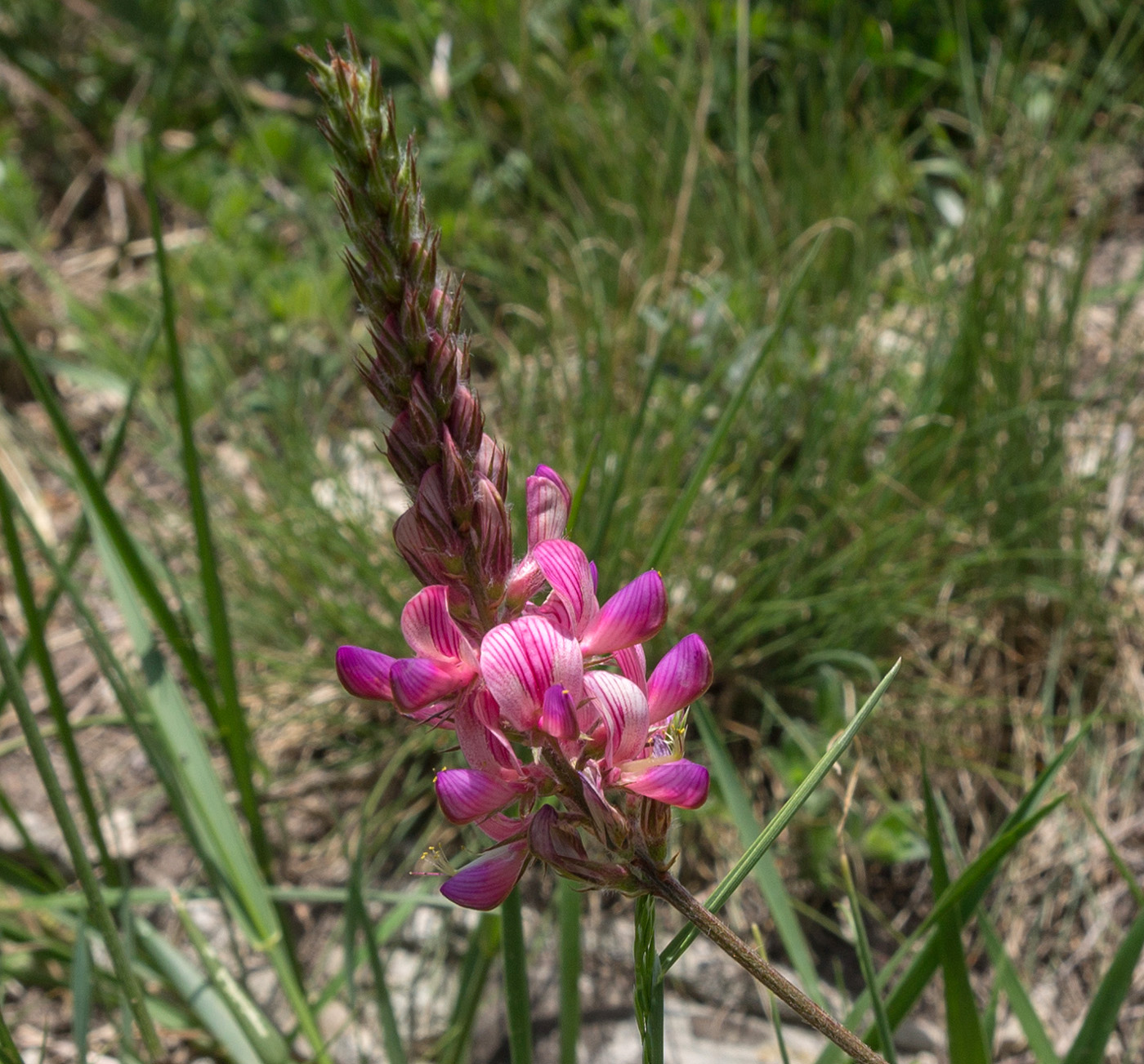 Изображение особи Onobrychis miniata.