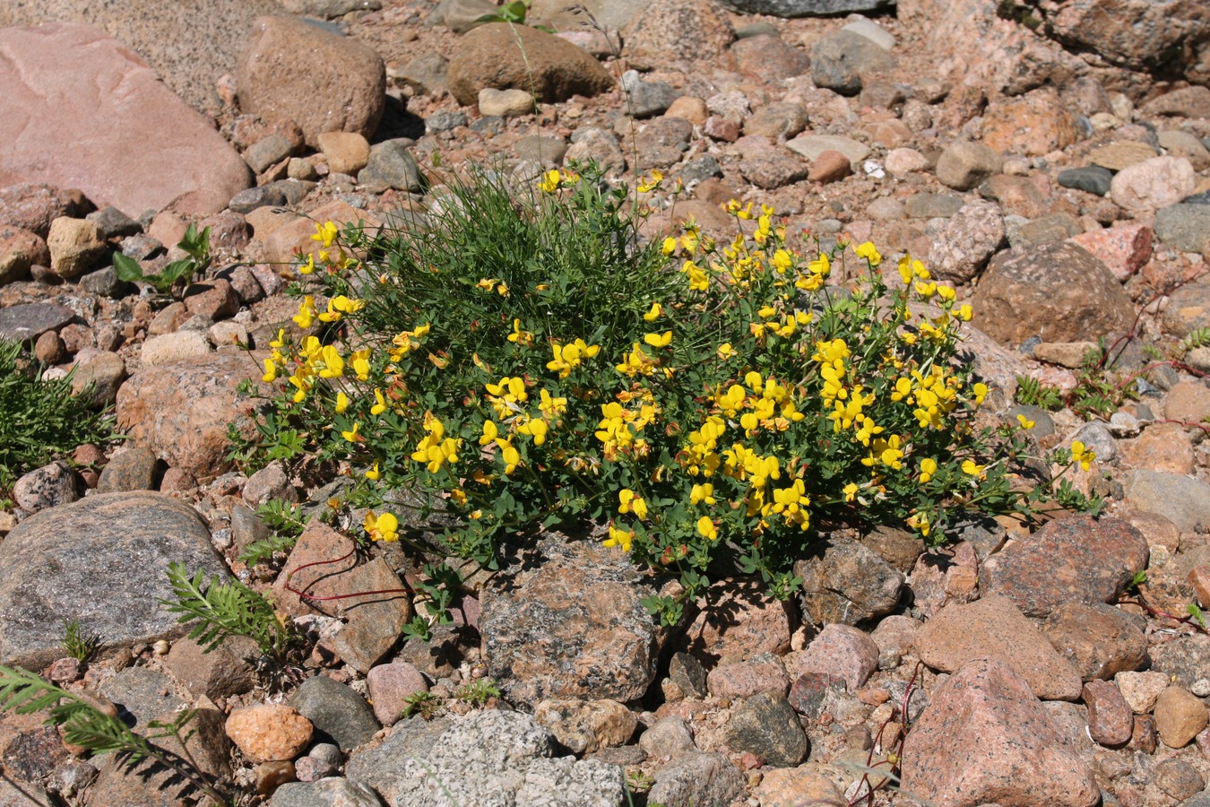 Image of Lotus ruprechtii specimen.