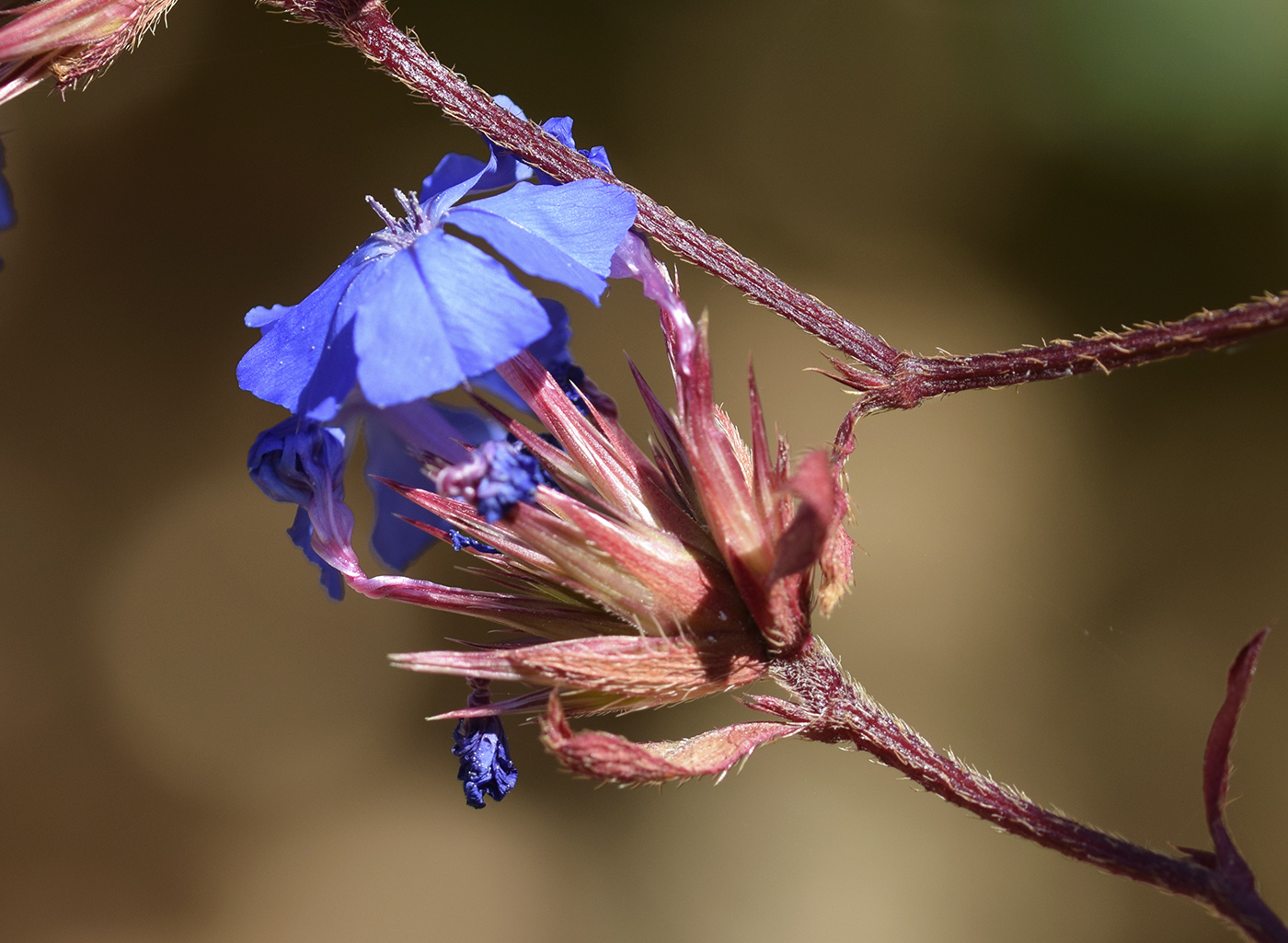 Изображение особи Ceratostigma plumbaginoides.