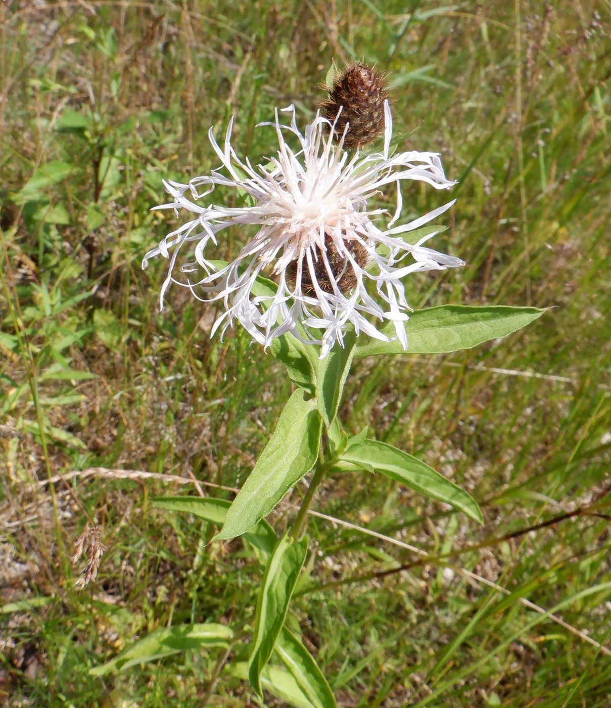 Image of Centaurea phrygia specimen.