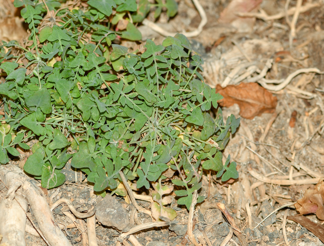 Image of Sonchus tenerrimus specimen.