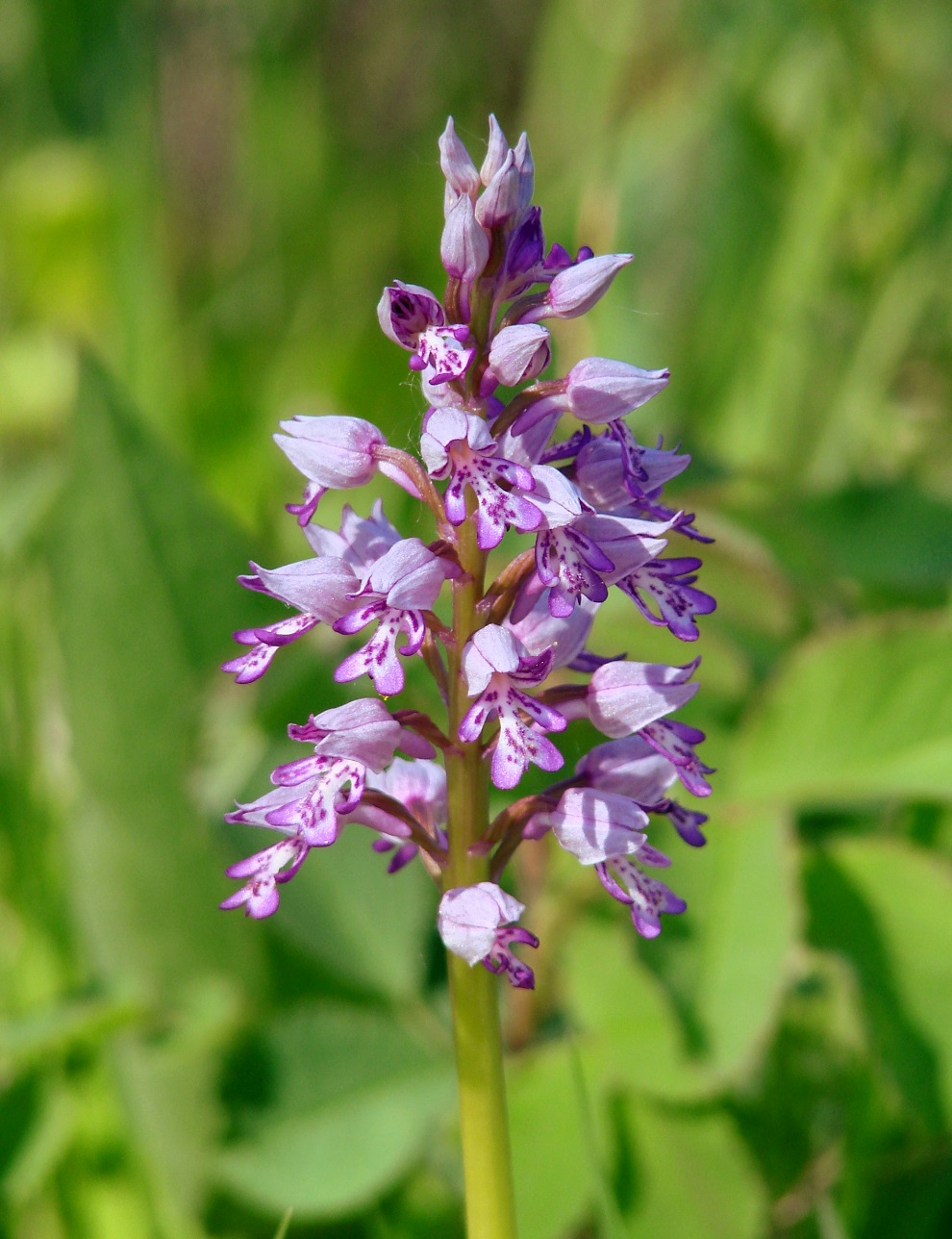 Изображение особи Orchis militaris.