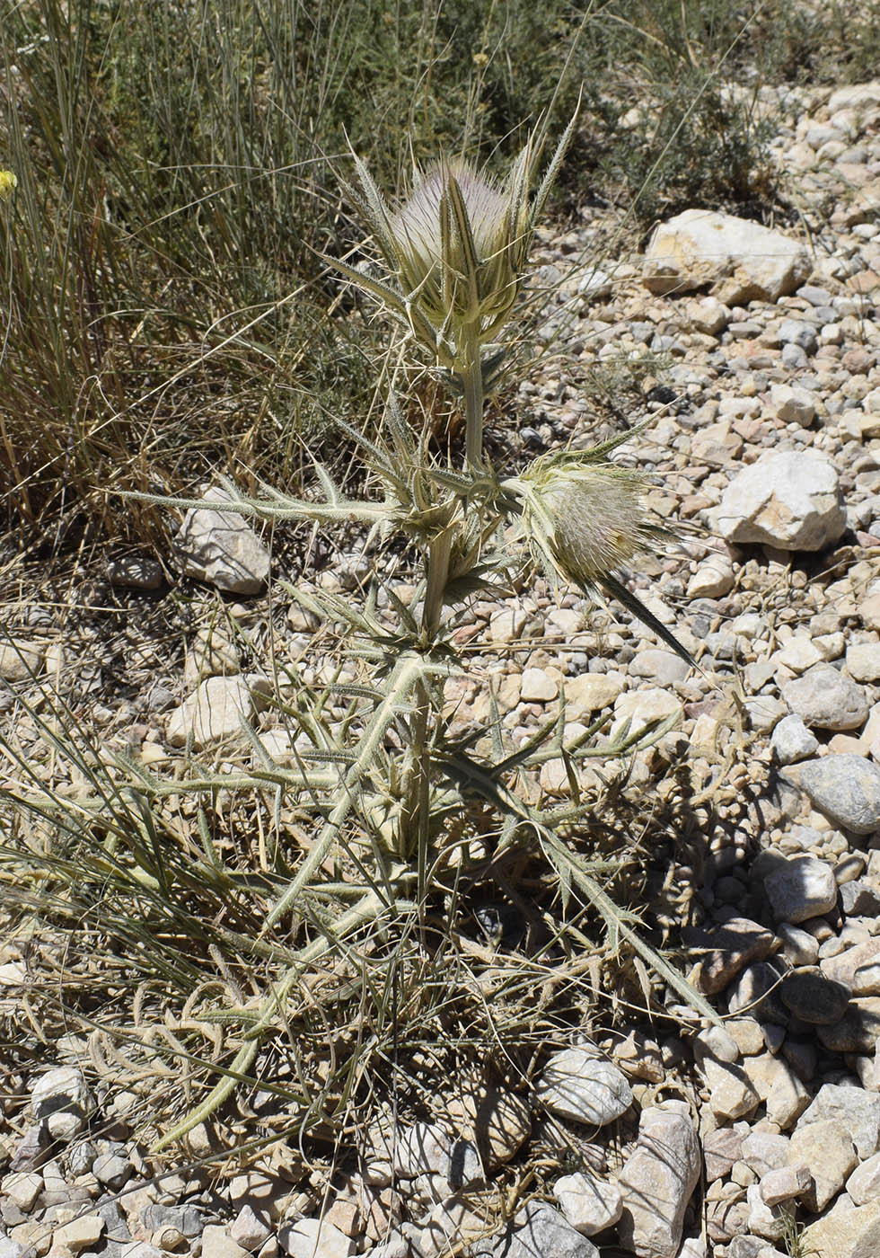 Image of Cirsium richterianum specimen.