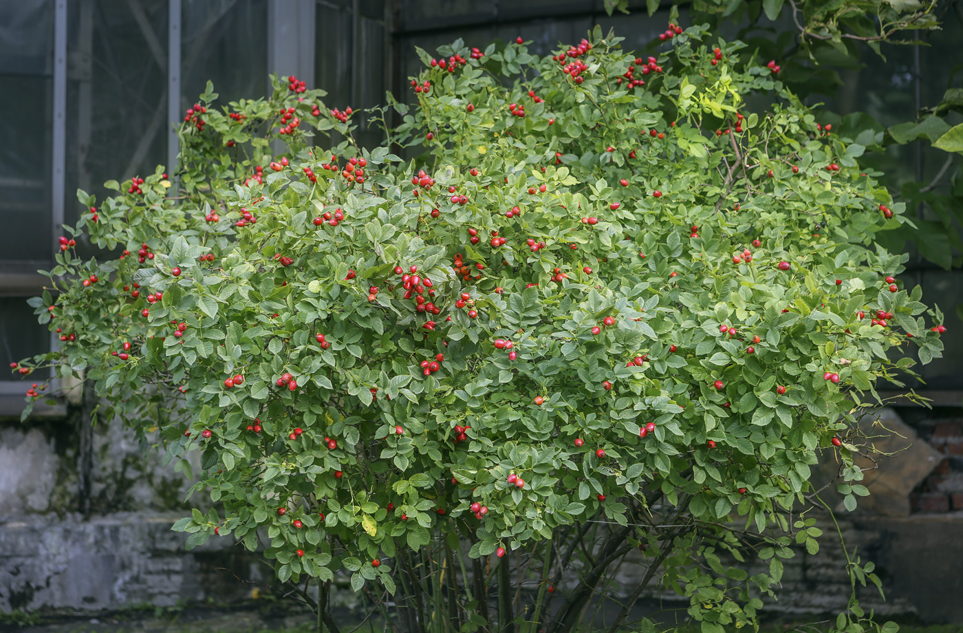 Image of Rosa canina specimen.