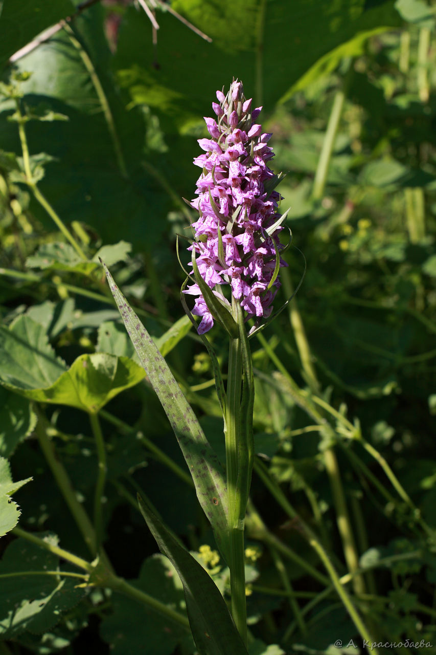 Изображение особи Dactylorhiza × kerneriorum.