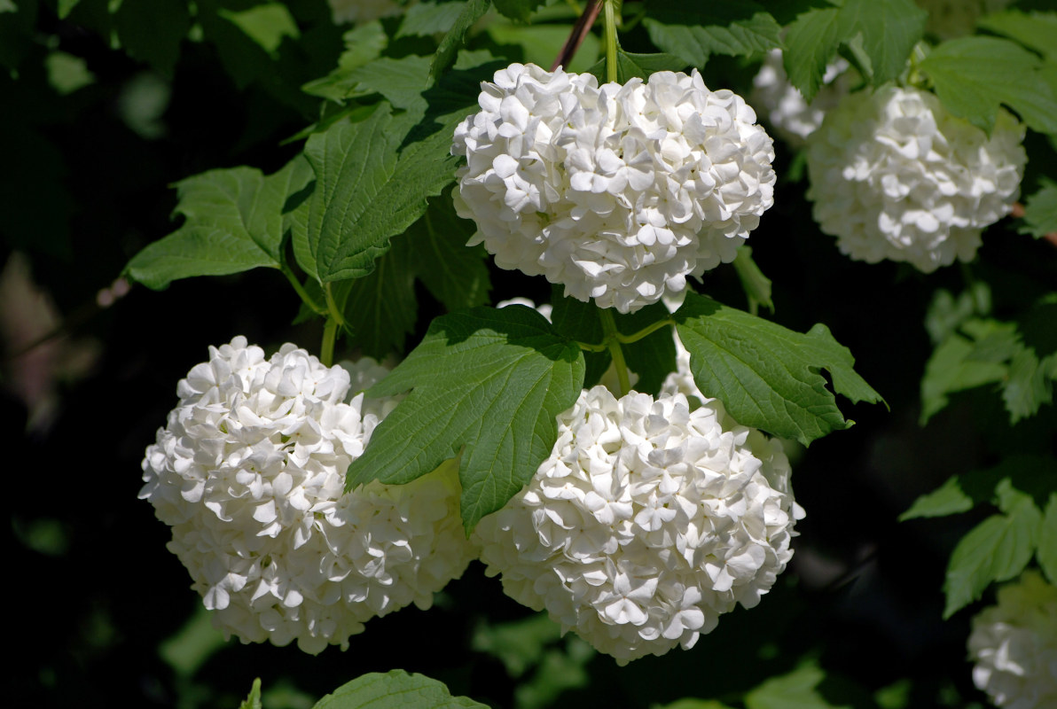 Image of Viburnum opulus f. roseum specimen.