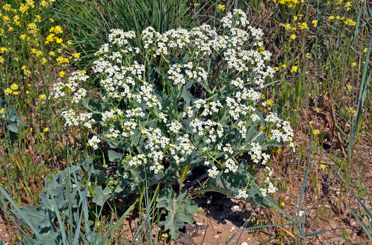 Изображение особи Crambe maritima.