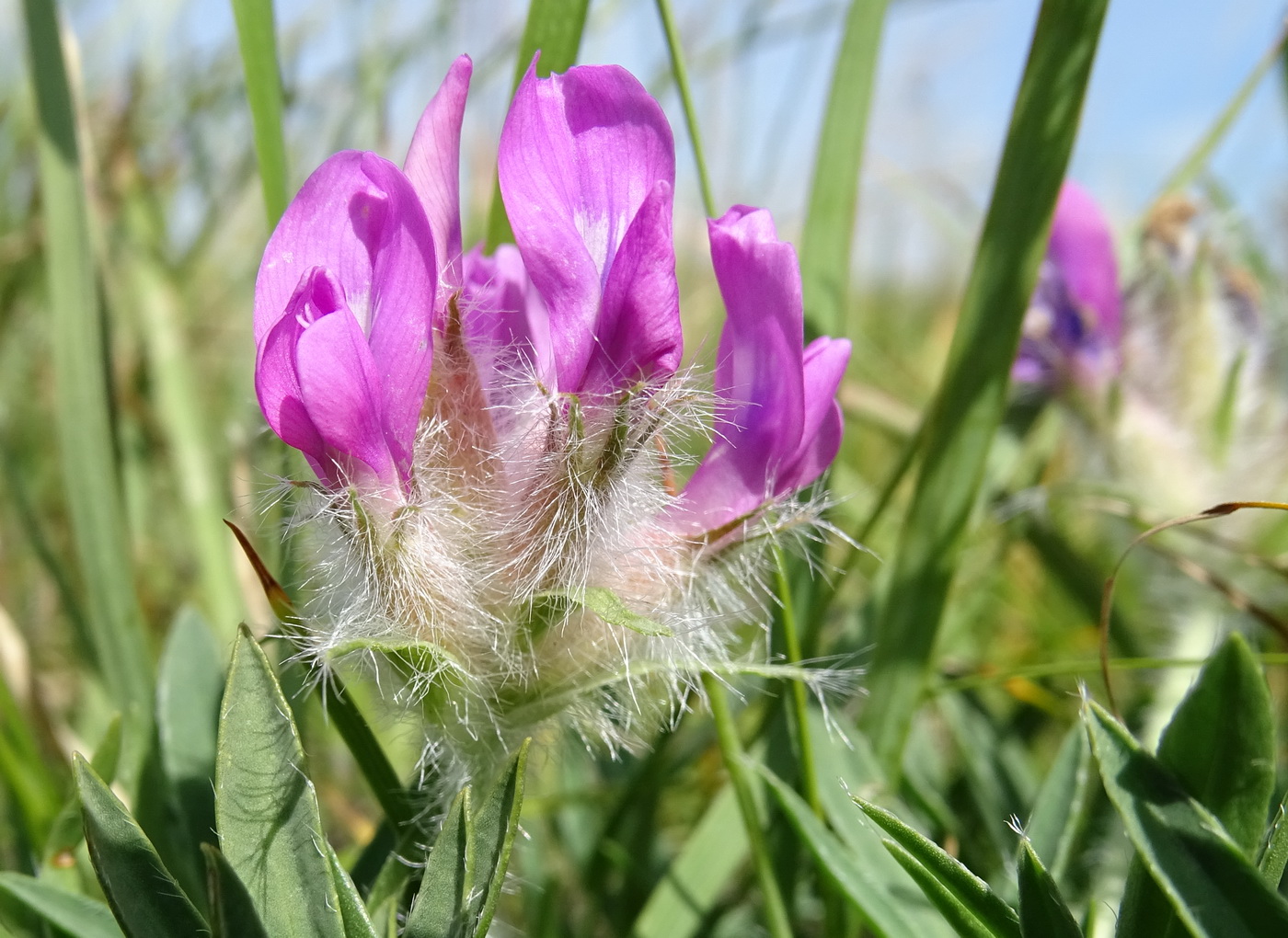 Изображение особи Oxytropis setosa.