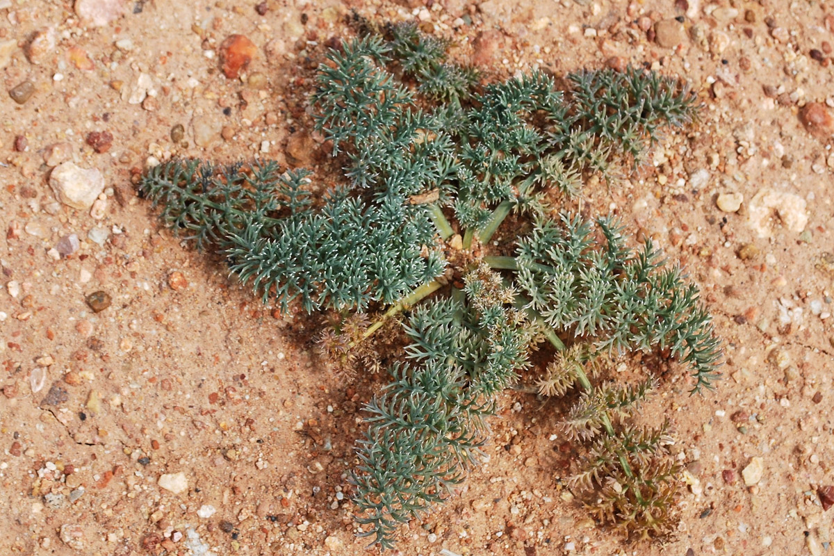 Изображение особи семейство Apiaceae.