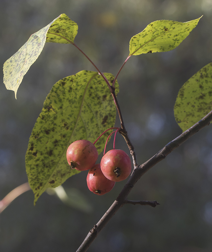 Image of Malus prunifolia specimen.