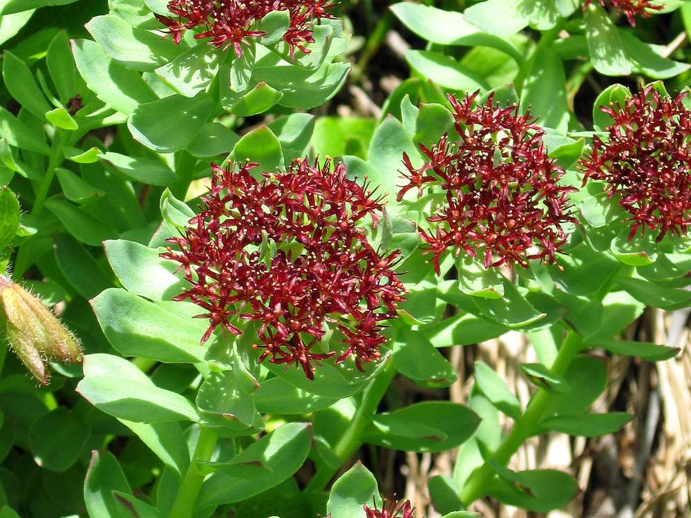 Image of Rhodiola integrifolia specimen.