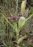 Tragopogon porrifolius. Часть побега с пазушным соцветием. Испания, автономное сообщество Каталония, провинция Жирона, комарка Баш Эмпорда, муниципалитет Тороэлья-де-Монгри, долина Санта-Катерина, бровка балки, разнотравье. 23.05.2021.