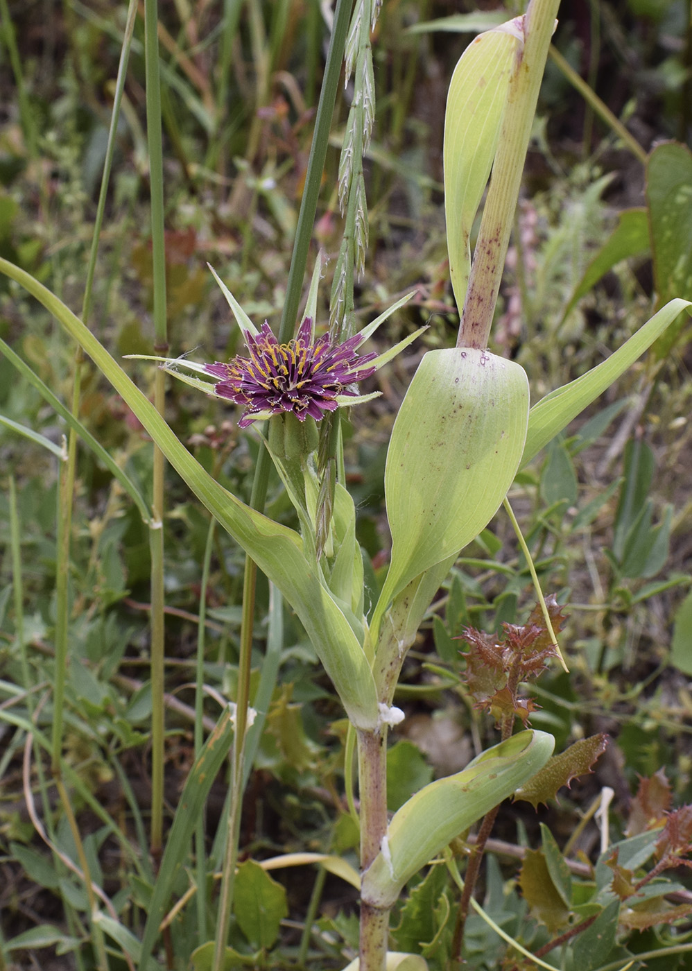 Image of Tragopogon porrifolius specimen.