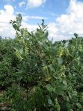 Salix glauca